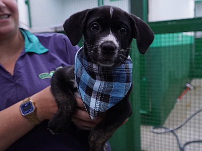 Centro de Referência Animal de Ilhabela realiza feira de adoção de pets neste sábado (17)_Easy Resize.com