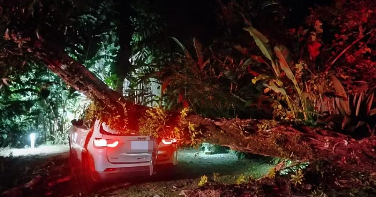 Árvore de grande porte cai sobre carro no bairro Baleia em São Sebastião