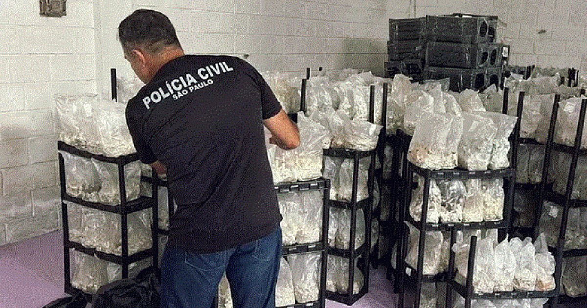 Polícia descobre novo cultivo de 'cogumelo mágico' em Ubatuba