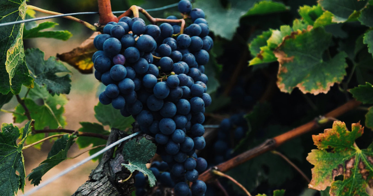 Vinhos paulistas são premiados entre os melhores do mundo em 2026