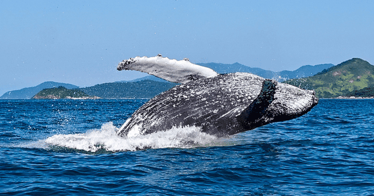 Ilhabela aposta em experiências e ações interativas na WTM Latin America 2026