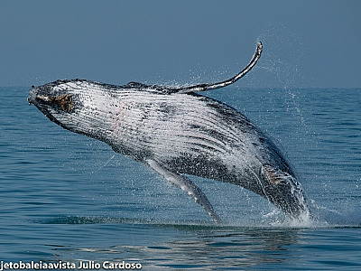 Temporada de baleias e golfinhos  Foto Júlio Cardoso