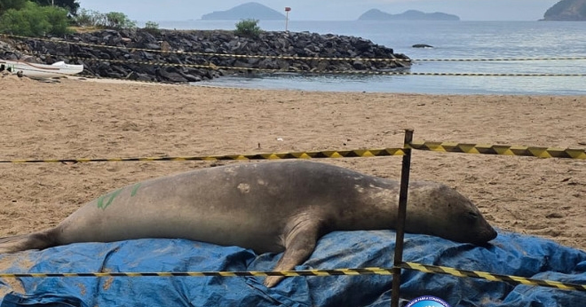 Elefante-marinho é monitorado após buscar abrigo em praias de São Sebastião