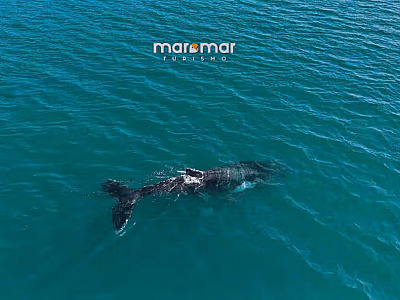 Baleia Jubarte. Reprodução   Maremar Turismo