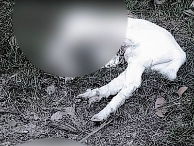 Animais foram decapitados em rituais religiosos. Foto Polícia Civil.