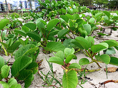 Durante o encontro, serão apresentados o Programa de Recuperação da Vegetação de Praias (Jundu) – Fase 1.
