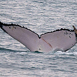 Foto-identificação em Ilhabela integra estudo internacional sobre travessias recordes de baleias-jubarte