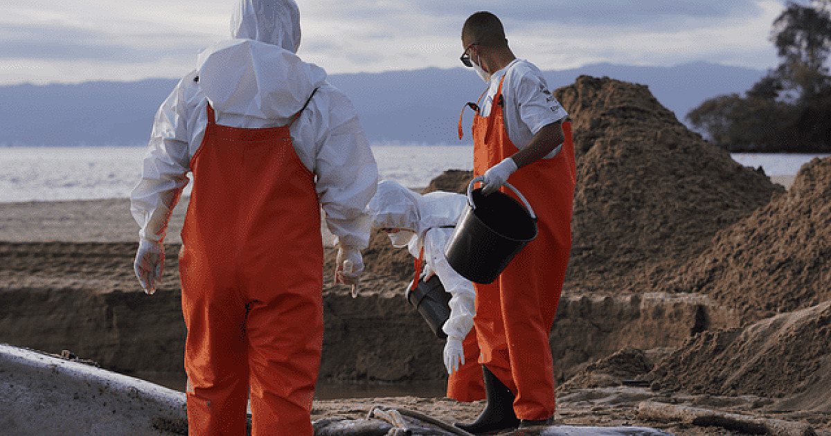 Instituto Argonauta descarta sinais de colisão em baleia-jubarte encontrada morta em Ilhabela