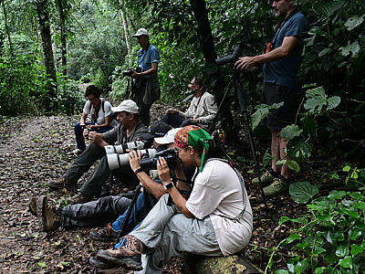 Turismo de observação de aves coloca Ilhabela na rota internacional do ecoturismo – Foto de Paulo Stefani – Sectur Ilhabela (3)
