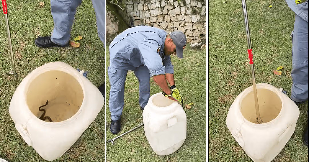 Jararaca é encontrada em quintal de casa em Ilhabela