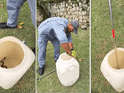 Jararaca foi capturada e devolvida ao habitat natural.