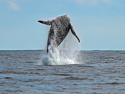 Avistamento de baleias em Ilhabela.