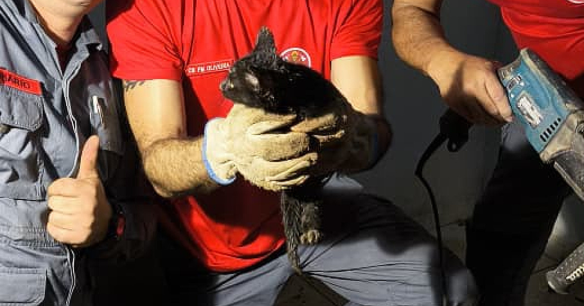 Bombeiros removem piso de residência para salvar gato preso em tubulação em Ubatuba
